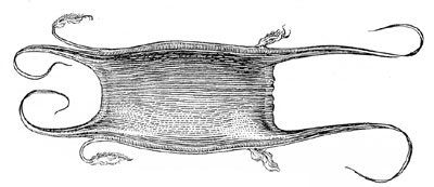 Egg case of the little skate. Image courtesy Fishes of the Western North Atlantic, 1948