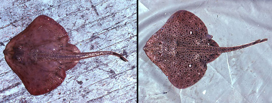 Winter skates (right) may be confused with little skates (left) due to their coloration. Photo © George Burgess