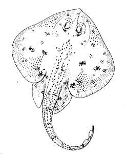 Rosette skate. Photo © George Burgess
