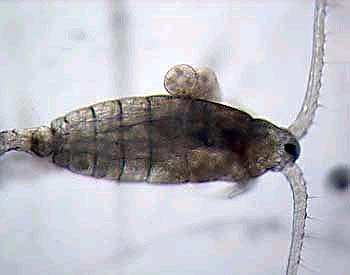 Rosette skates feed on a varied diet including copepods. Photo courtesy NOAA