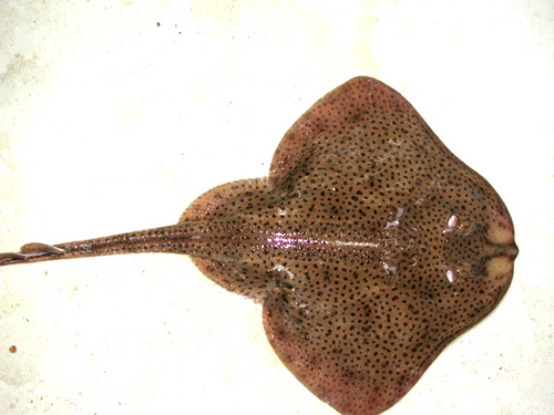 Winter skates have many roundish dark spots on the dorsal surface. Photo © James Sulikowski