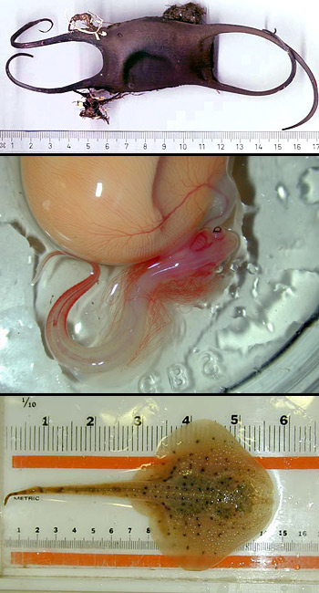 Winter skate egg case found on a beach in Newport, Rhode Island (top). Photo © Martin C. Cadee. Winter skate embryo at 6 months (center) and young winter skate (bottom). Photos © James Sulikowski