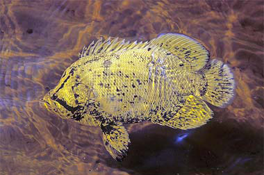 Tripletail. Photo © David Snyder