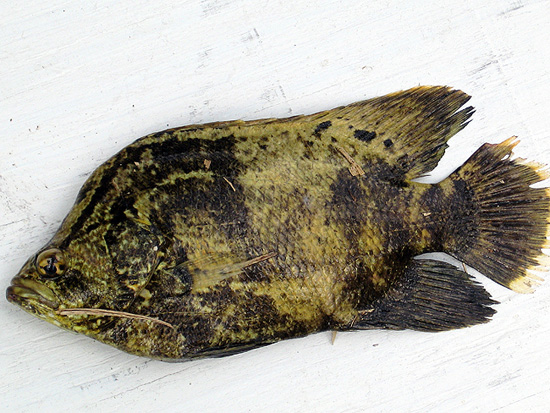 Tripletail netted in Jones Creek, a tributary of the Loxahatchee River, Florida, March 2009. Photo © David Brown