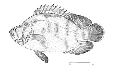 Line drawing of a tripletail. Courtesy © FAO