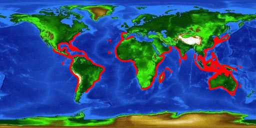 World distribution map for the tripletail