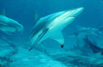 Blacktip Shark. Photo © David Snyder