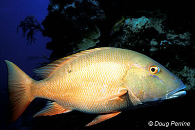 Mutton snapper. Photo © Doug Perrine