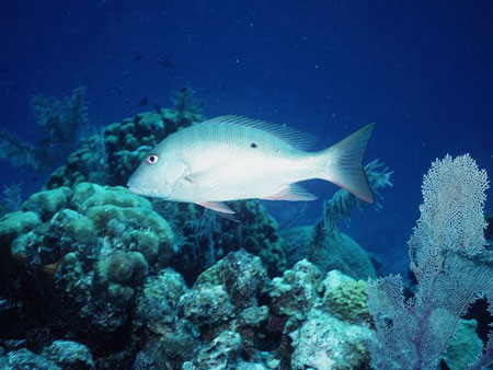 Mutton snappers live near reef habitats. Photo courtesy NOAA