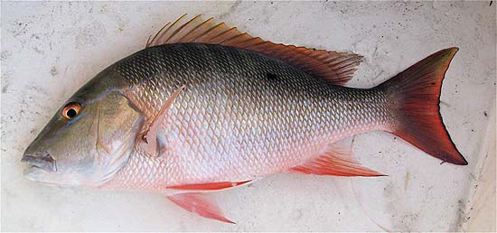 Mutton snapper. Photo © John Soward