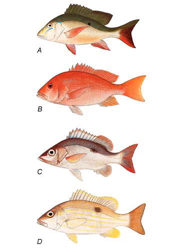 Comparison of snappers: A. mutton snapper (L. analis), B. northern red snapper (L. campechanus), C. mahogany snapper (L. mahogoni), D. Lane snapper (L. synagris). Image courtesy FAO Species Catalog, Vol. 6 Snappers of the World