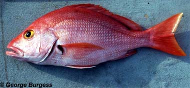 Blackfin snapper. Photo © George Burgess