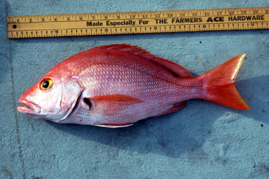 Blackfin snapper. Photo © George Burgess