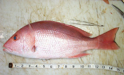 The northern red snapper has a pointed anal fin in contrast to the round anal fin of the blackfin snapper, also the black comma-shaped mark is absent on this snapper. Photo courtesy NOAA