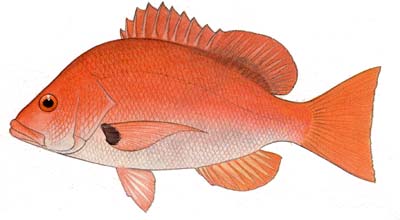 Blackfin snapper illustration showing the distinctive comma-shaped mark at the base of the pectoral fins. Image courtesy FAO Species Catalogue: Vol. 6 Snappers of the World