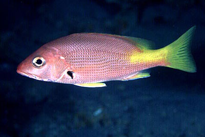 Juvenile blackfin snapper. Photo © David Snyder