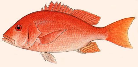 Northern red snapper. Image courtesy FAO Species Catalogue - Vol. 6 Snappers of the World (1985)