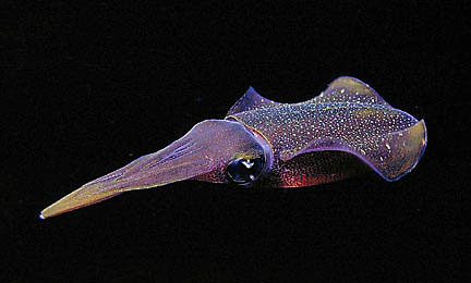 Squid are common prey items for mature northern red snapper. Photo © Charles Glatzer