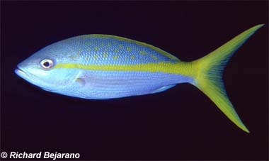 Yellowtail snapper. Image © Richard Bejarano