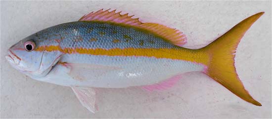 Yellowtail snapper. Image © John Soward