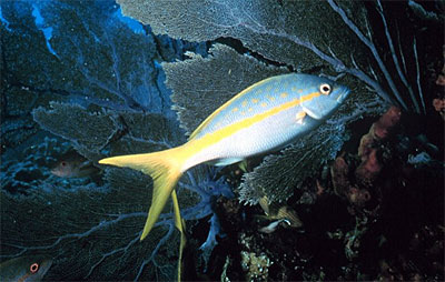 Yellowtail snapper foraging for food among the sea fans. Image courtesy NOAA