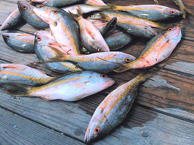 Yellowtail snapper - catch of the day. Image courtesy NOAA