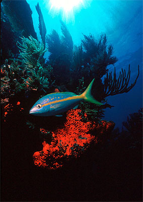 Yellowtail snapper. Image courtesy Jim Raymont / Florida Keys NMS