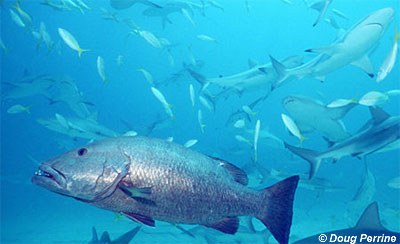 Cubera Snapper. Photo © Doug Perrine