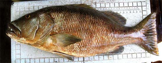 Cubera snapper. Photo © John Soward