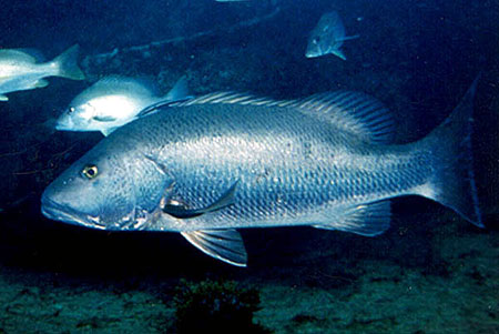 Cubera snapper. Photo © Luiz Rocha