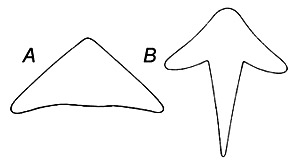 The cubera snapper can be distinguished from the gray snapper by the shape of the vomerine tooth patch: A. cubera snapper, B. gray snapper. Image courtesy U.S. Fish and Wildlife Service Circular 252