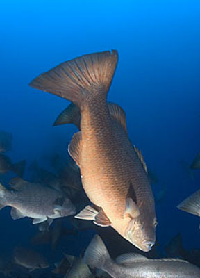 Cubera snapper spawning aggregation off the coast of Belize. Photo © Doug Perrine
