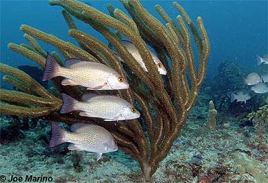 Gray snapper. Photo © Joe Marino