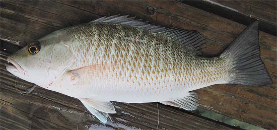 Gray snapper. Photo © John Soward