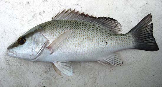 Gray snapper. Photo © John Soward