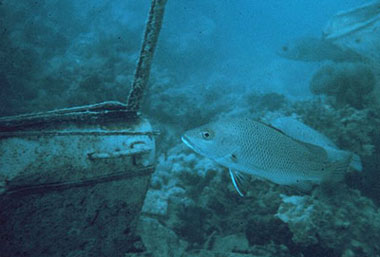 Gray snapper residing near a wreck. Photo courtesy NOAA