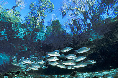 Gray snapper can live in freshwater such as these at Three Sisters Springs in Crystal River, Florida. Photo © Doug Perrine