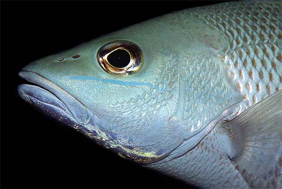 Gray snapper. Photo © Richard Bejarano