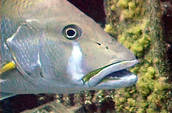 Dog snapper up close. Photo © Bob Klemow