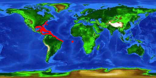 World distribution map for the dog snapper