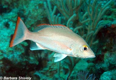 Mahogany snapper. Photo © Barbara Shively