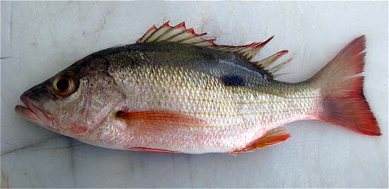 Mahogany snapper. Photo © John Soward