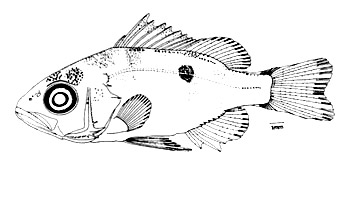 Mahogany snapper larvae (19.5 mm SL). Illustration courtesy NOAA Technical Memorandum NMFS-SEFSC-345