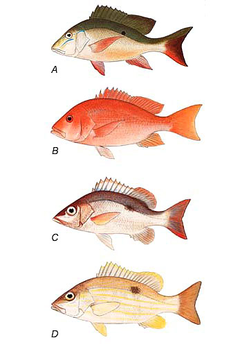 Comparison of snappers: A. mutton snapper (L. analis), B. northern red snapper (L. campechanus), C. mahogany snapper (L. mahogoni), D. Lane snapper (L. synagris). Image courtesy FAO Species Catalog, Vol. 6 Snappers of the World