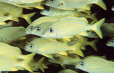 Mahogany snappers feed on small fishes including grunts such as these French grunts (Haemulon flavolineatum). Photo © Doug Perrine