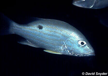 Lane snapper. Photo © David Snyder