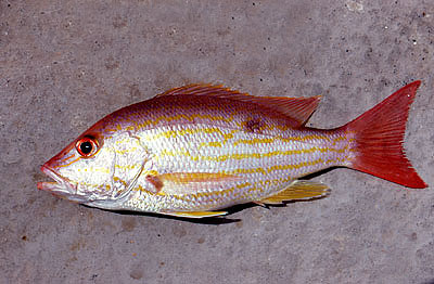 Lane snapper. Photo © George Burgess