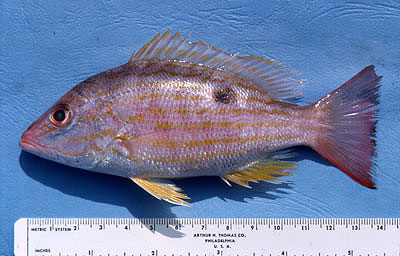 Juvenile lane snapper. Photo © George Burgess