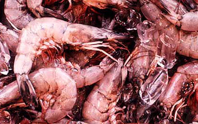 Lane snappers during the night on a variety of prey including shrimp. Photo courtesy U.S. Environmental Protection Agency