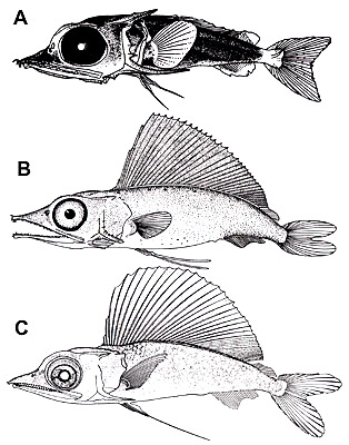 Blue marlin larvae, A. 12.6 mm, B. 21.0 mm, C. 22.1 mm. Illustrations courtesy Strasburg (1970), Gehringer (1956), and Bartlett et al. (1968) in Development of Fishes of the Mid-Atlantic Bight - U.S. Fish and Wildlife Service